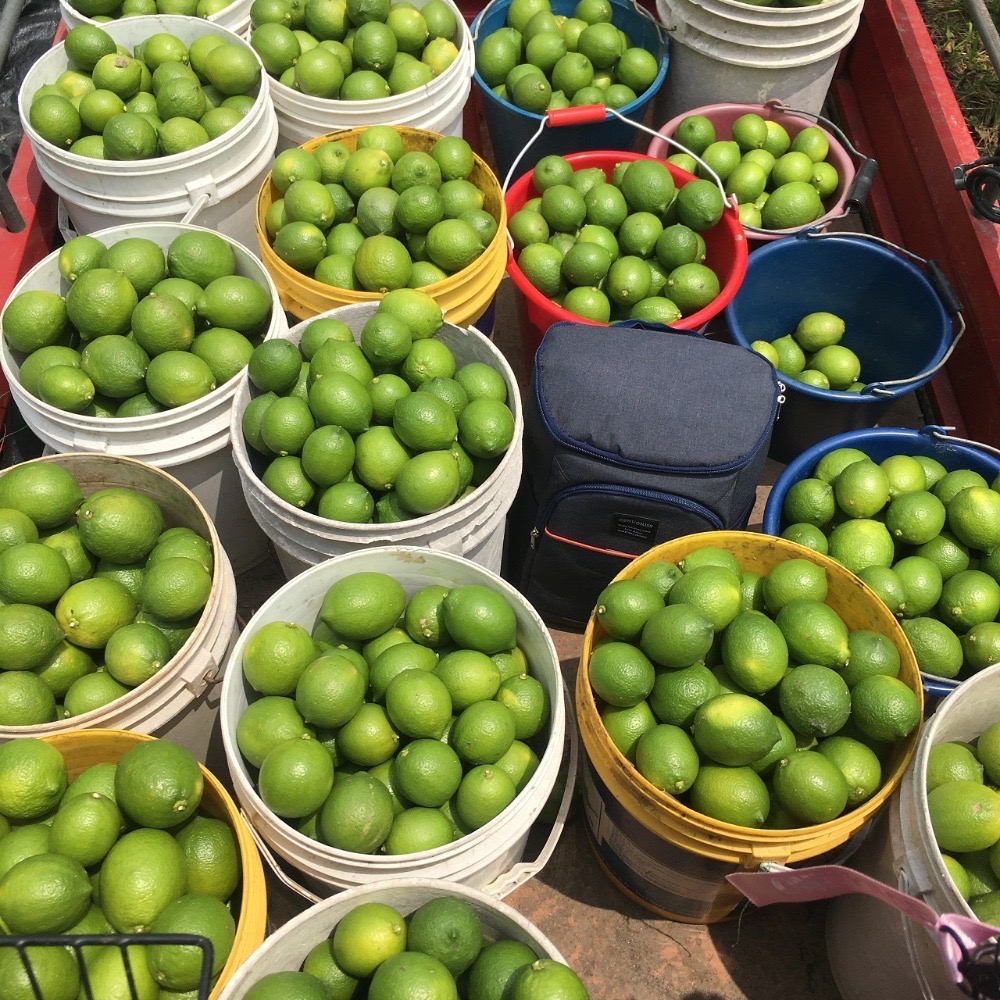 有機檸檬/自然檸檬 /生機檸檬/有籽檸檬/四季檸檬-細節圖4