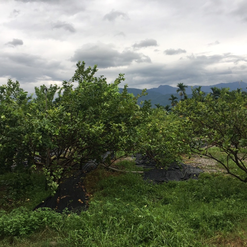 有機檸檬/自然檸檬 /生機檸檬/有籽檸檬/四季檸檬-細節圖5