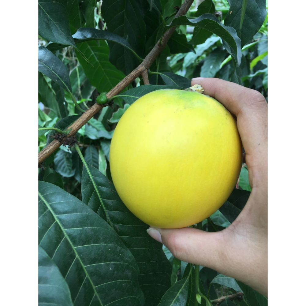 有機黃金果（大果）直接下單，快速出貨，過年門市有營業就可以取貨！-細節圖2