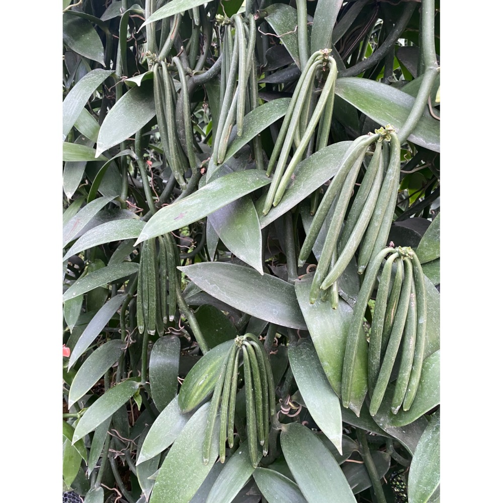 台灣在地香草莢小包組合(免運費)-細節圖3