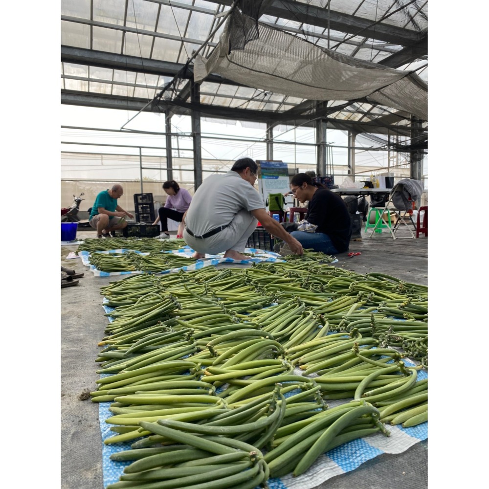 台灣在地香草莢小包組合(免運費)-細節圖6
