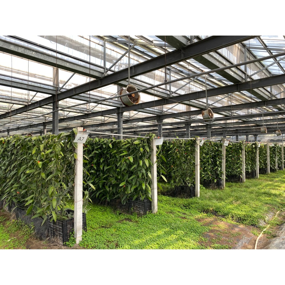 台灣在地香草莢小包組合(免運費)-細節圖10