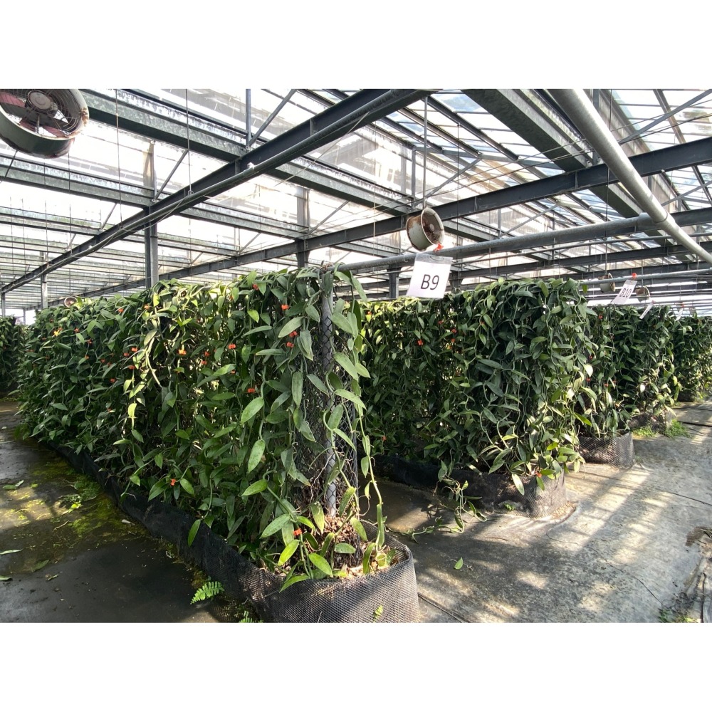 台灣在地香草莢小包組合(免運費)-細節圖11