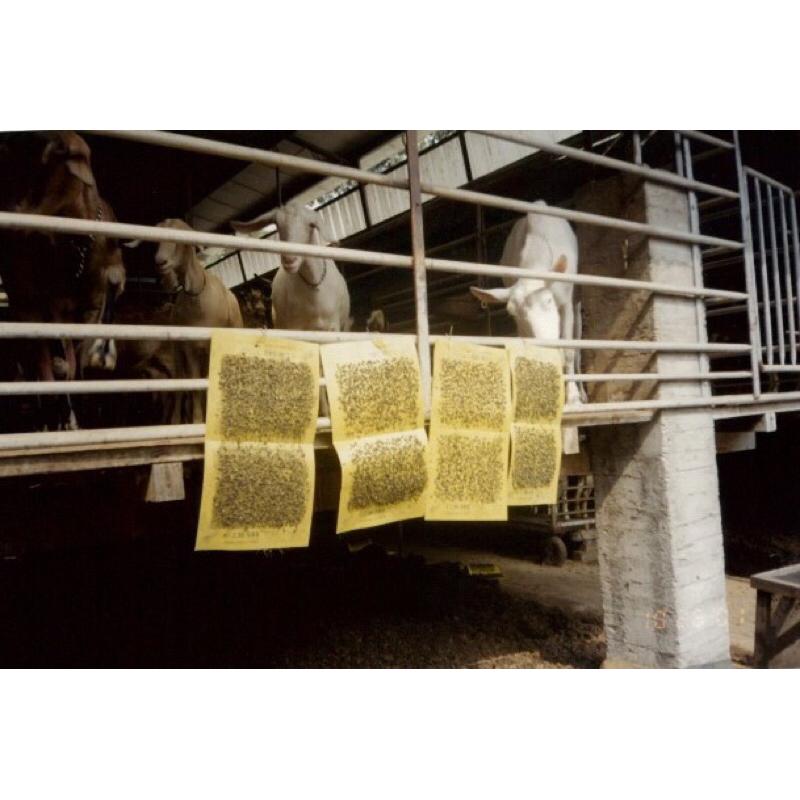 上黏 黏蠅板 黏戶神 黏蒼蠅-細節圖3