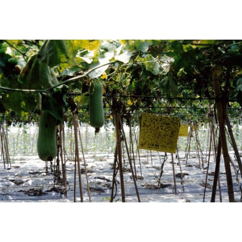 上黏 黏蠅板 黏戶神 黏蒼蠅-細節圖4