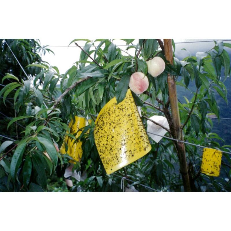 上黏 黏蠅板 黏戶神 黏蒼蠅-細節圖5