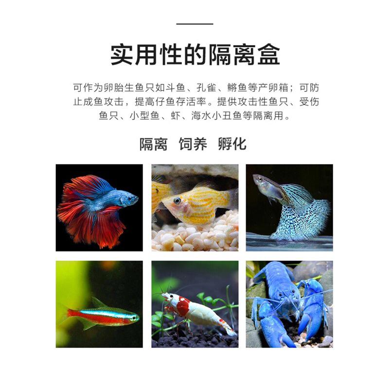 自浮式 多功能 隔離盒 飼養盒 懸浮式 孔雀魚 繁殖盒-細節圖6