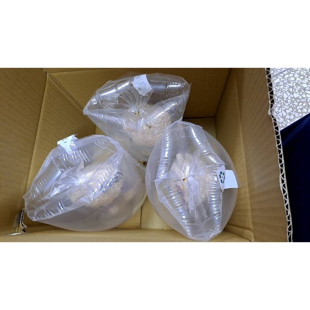 玉竹軒米香小舖-造型款3D立體無嘴貓(單隻)(男生款/女生款)-細節圖6