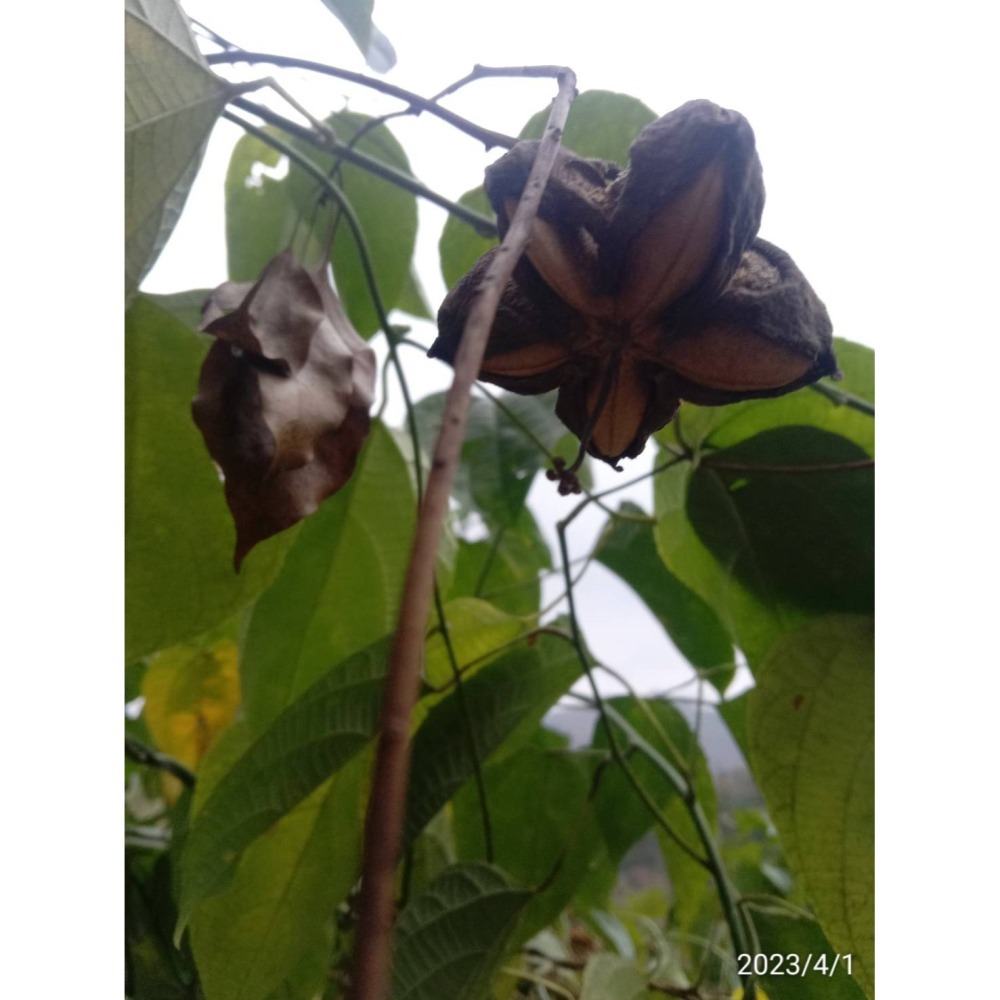 印加果油(阿里山)-細節圖2