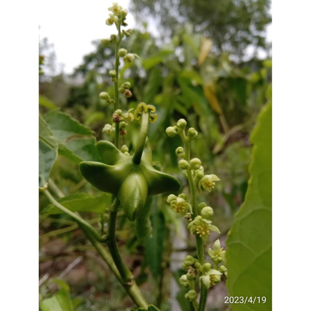 印加果油(阿里山)-細節圖4