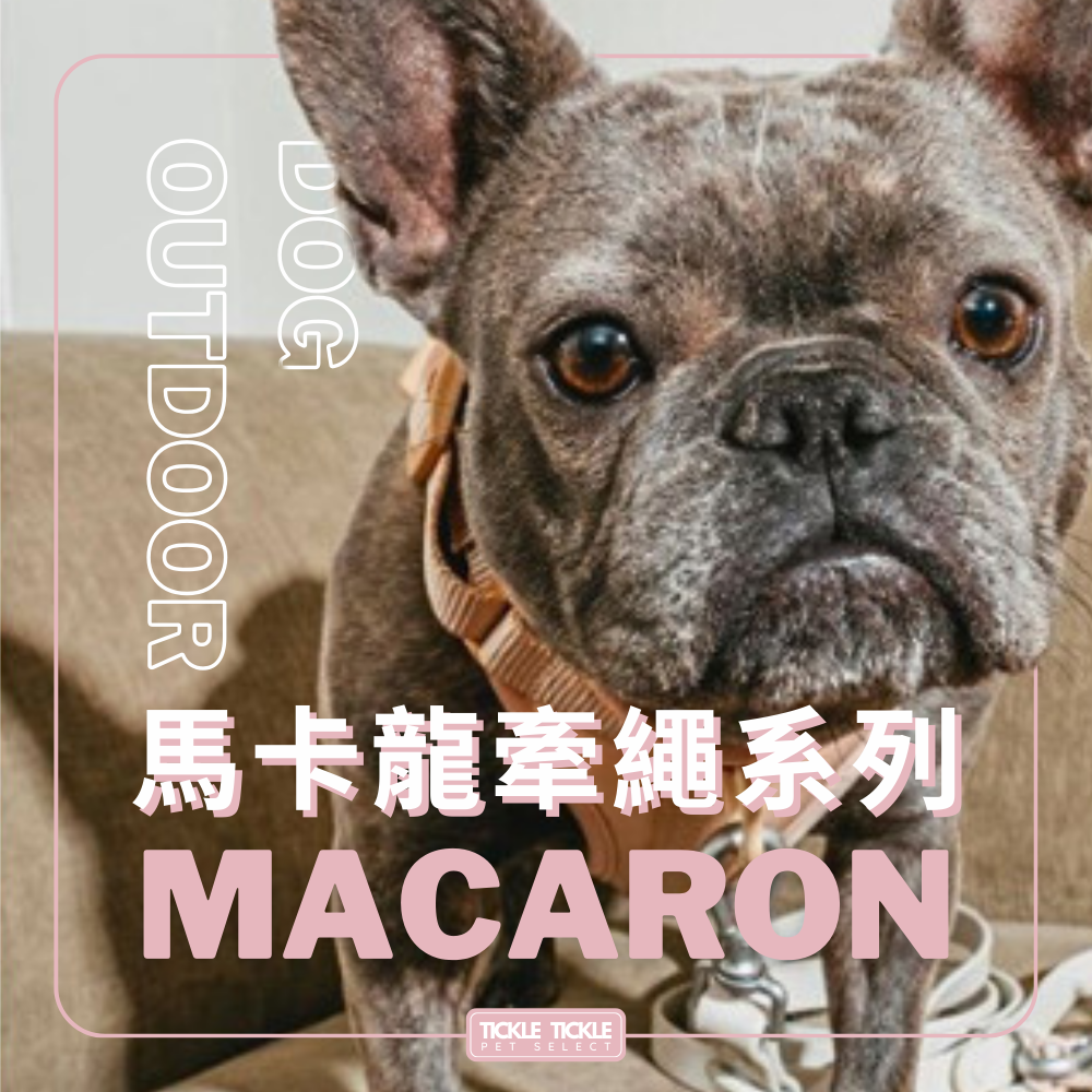 【馬卡龍牽繩】外出 牽繩 頸圈 胸背 散步 馬卡龍 多巴胺色系 玩水 游泳 防撥水 防水 Waterproof-細節圖2