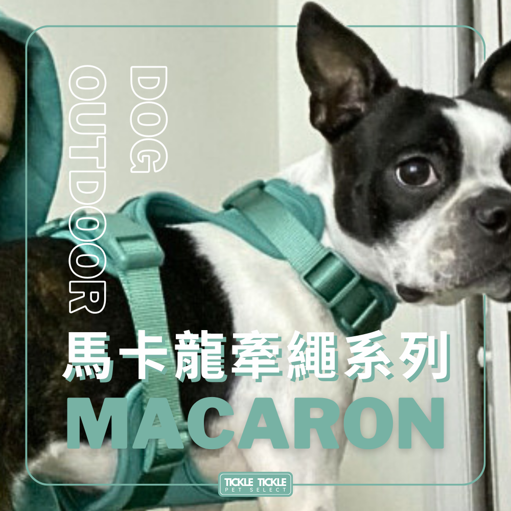 【 馬卡龍頸圈牽繩套組】 馬卡龍顏色 多巴胺色系 外出 游泳 PVC 耐髒-細節圖2