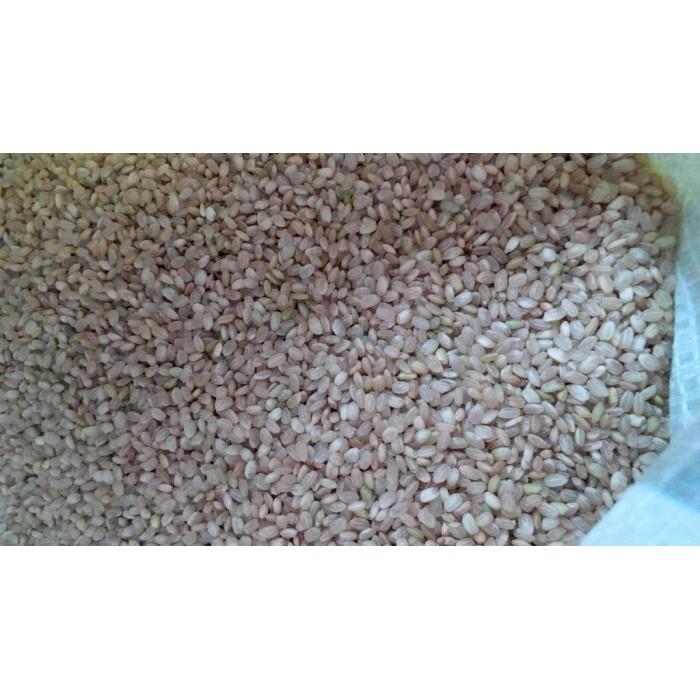 胚芽米 米香粒 爆胚芽米 無糖 無油 無鹽 無添加物 純胚芽米粒 糙米粒-細節圖2