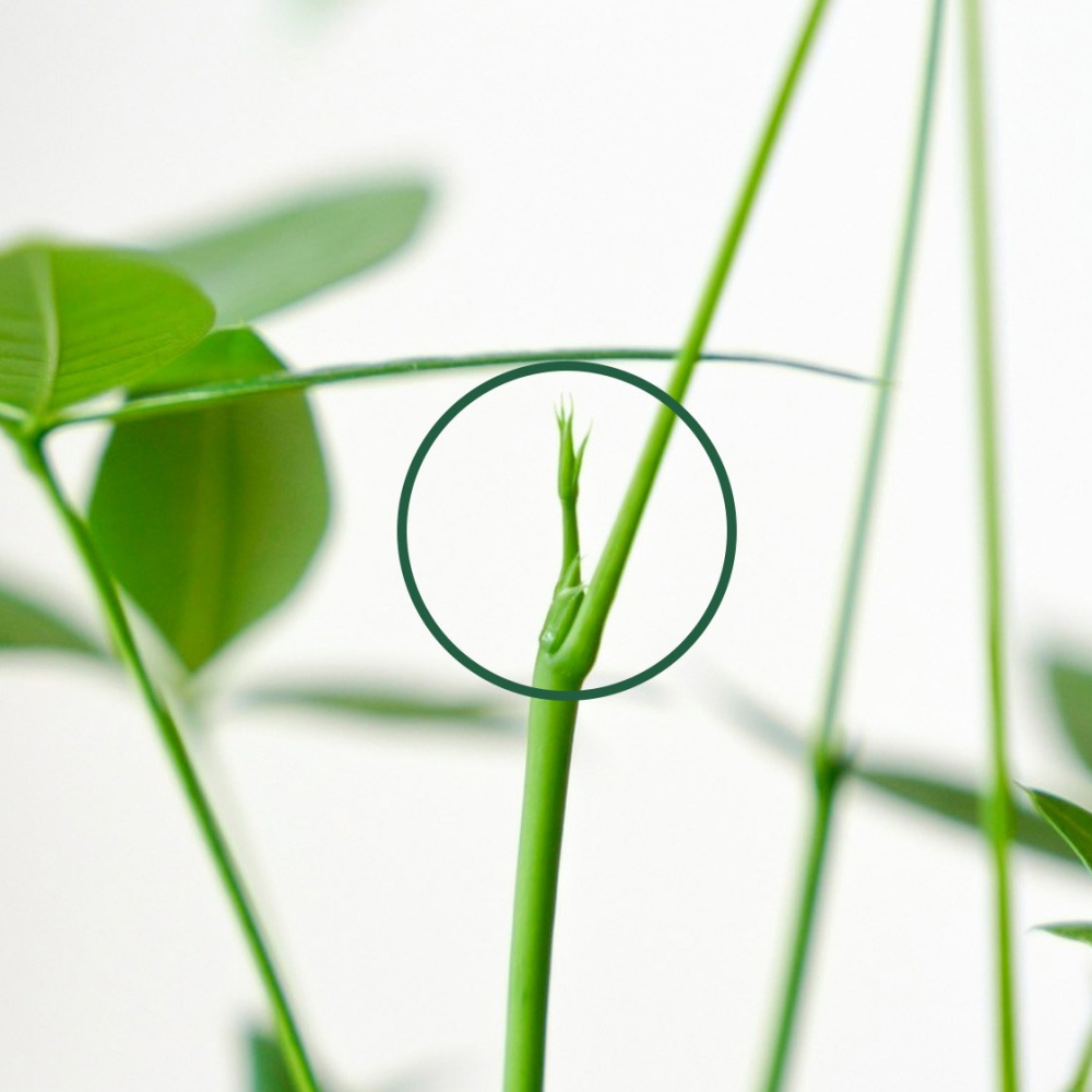 1%植物營養精華 60 ml-細節圖4