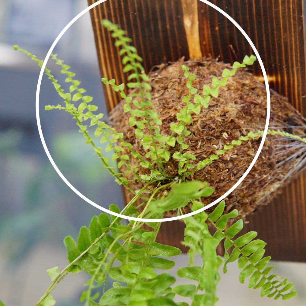 1%植物營養精華 60 ml-細節圖5