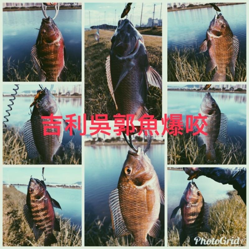 【LUZ路亞】【現貨】三孔 小蛇VIB 微物 迷你 顫泳 假餌 微拋 高品質 魚 蝦 釣魚 吳郭魚 石斑 黑格 管池-細節圖4