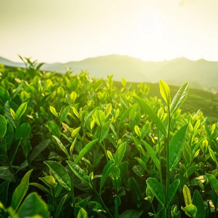 【100%台灣茶葉】高山茶葉（綠色袋) 冷泡 熱泡 烏龍茶 茶包 茶葉 立體葉茶包 150g袋裝 清香耐泡茶葉-細節圖2