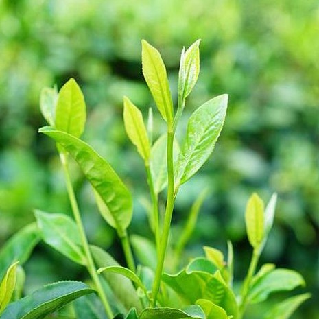 100%台灣茶葉 高山金萱茶（綠色袋）茶農自產自銷 濃香甘醇耐沖300g/袋 高山烏龍茶 奶香型茶葉-細節圖2