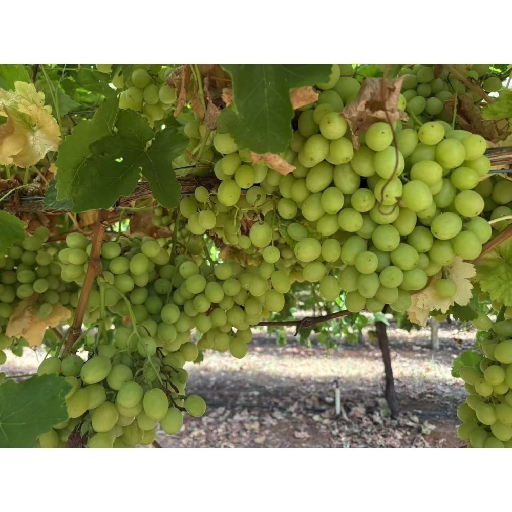 🌟免運🌟南美雙拼無籽葡萄盛宴🍇 【祕魯秋脆300g+智利黑麝香300g】x 2盒 🎉超值組合｜新鮮雙拼｜無籽美味-細節圖4