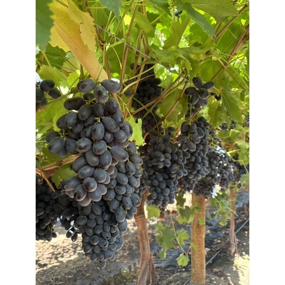 🌟免運🌟南美雙拼無籽葡萄盛宴🍇 【祕魯秋脆300g+智利黑麝香300g】x 2盒 🎉超值組合｜新鮮雙拼｜無籽美味-細節圖5