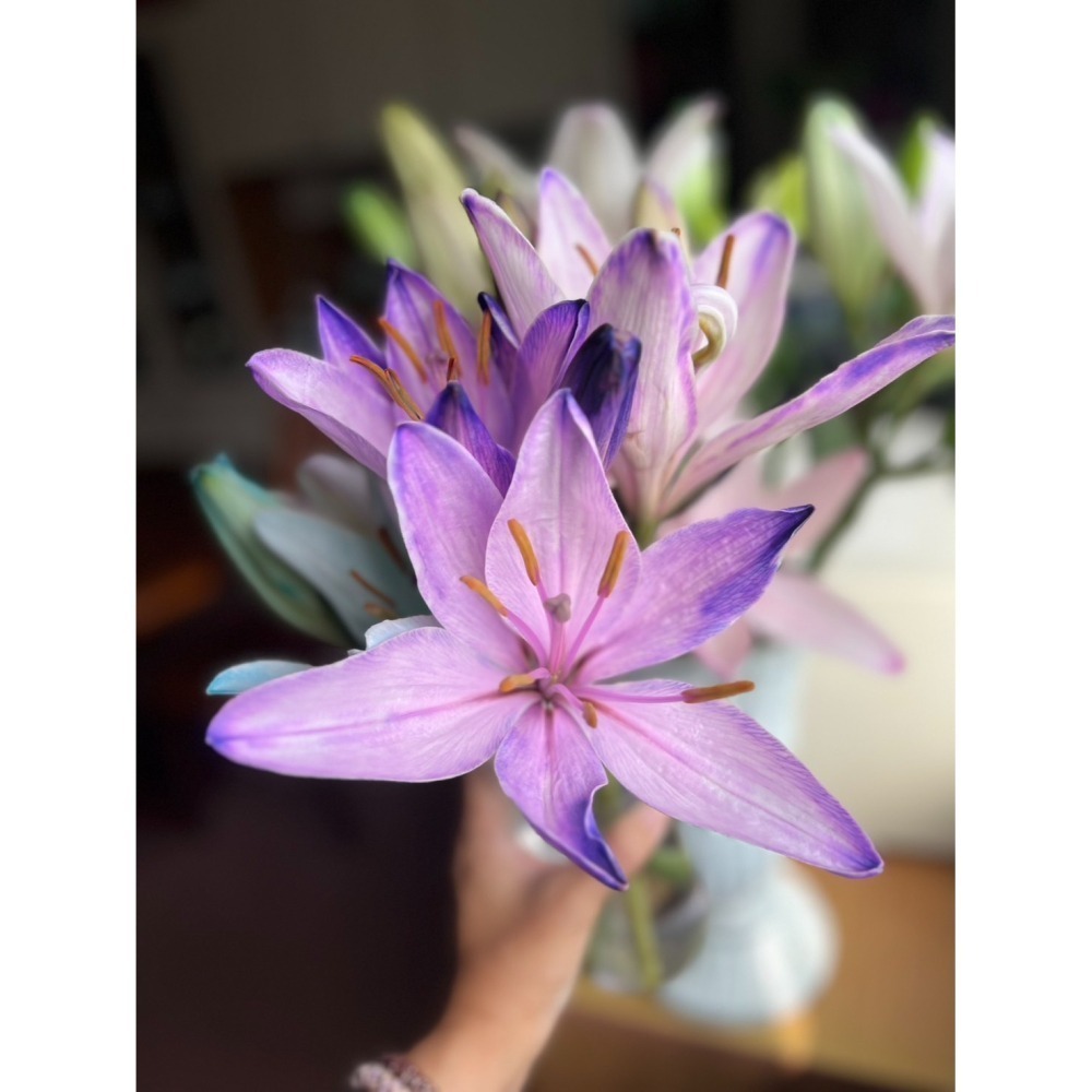 預購【百染花悅系列】姬美人 B.花苞款-細節圖4