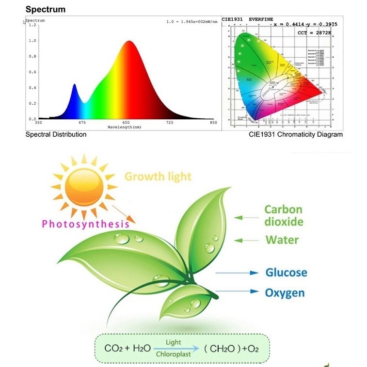 【金光閃閃】LED 全光譜植物燈 4000K 仿太陽光 RA95 85W 散光型 高亮度 高顯色 鹿角蕨 松柏 雨林植物-細節圖2