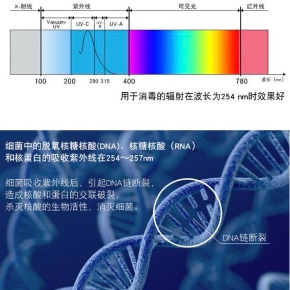 【金光閃閃】含稅價 現貨 手持式殺菌燈 紫外線殺菌燈管 無臭氧 手持 殺菌燈 紫外線 UVC 254NM 消毒口罩 殺菌-細節圖8