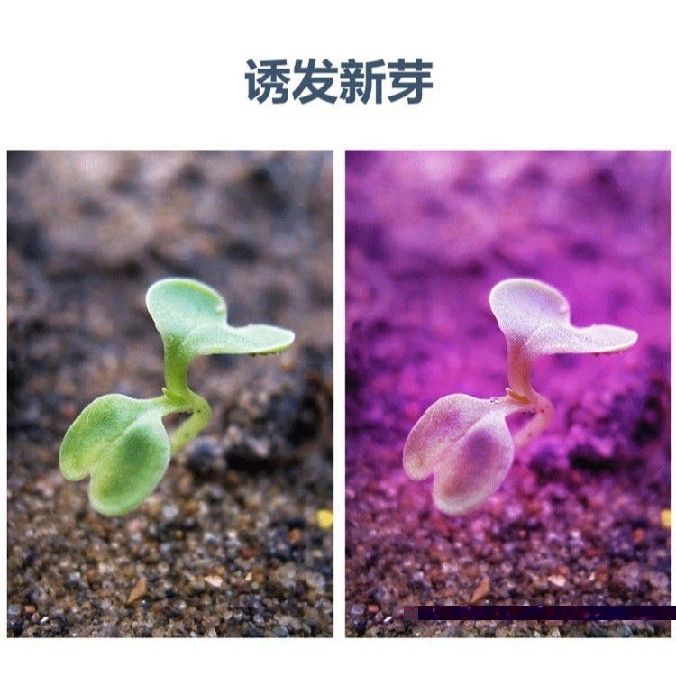 110V 8W 全光譜 LED 植物燈 E27 夾燈 植物生長燈 栽培燈 多肉植物 育苗 花卉-細節圖7