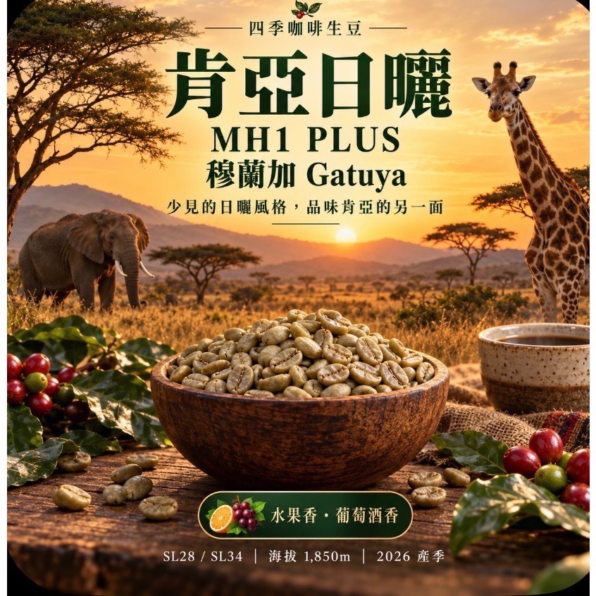 四季咖啡生豆 肯亞日曬 穆蘭加 MH1 PLUS每公斤400元