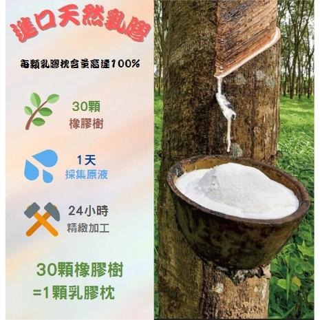 【EASYDAY】台灣出貨 100%天然斯里蘭卡乳膠枕 斯里蘭卡 防螨抗菌 人體工學 麵包枕 乳膠枕【天然乳膠枕】-細節圖4