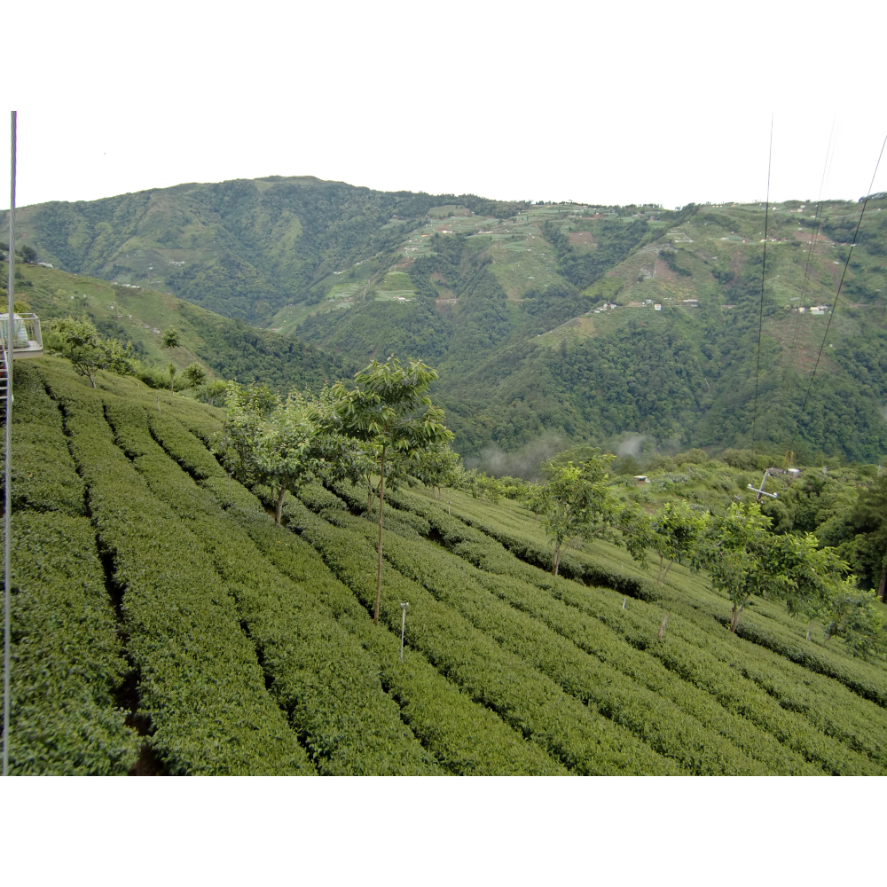 茗御采茶-清香茉莉花綠茶三角立體茶包10入-夾鍊袋裸裝設計-細節圖3