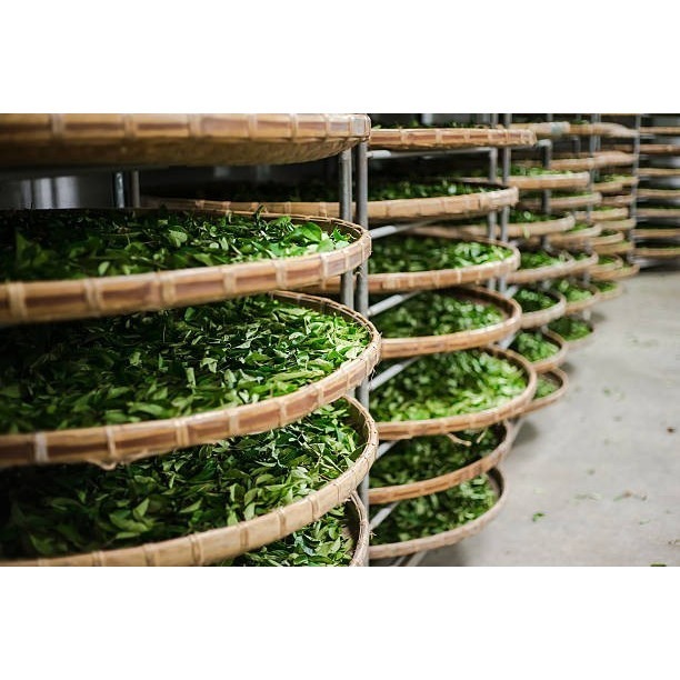 茗御采茶-新春活動/買一送一清香茉莉花綠茶三角立體茶包10入*2-夾鍊袋裸裝設計-細節圖4