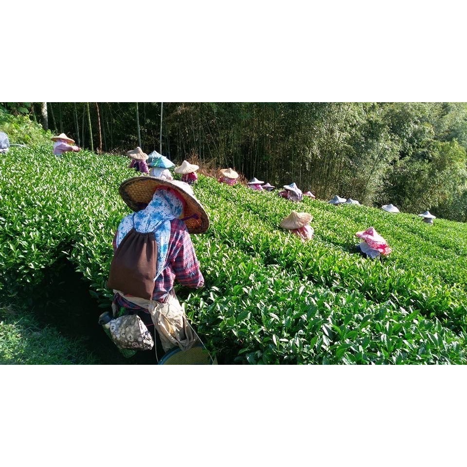 茗御采茶-(花香濃郁款)桂花蜜香紅茶三角立體茶包10入-細節圖3
