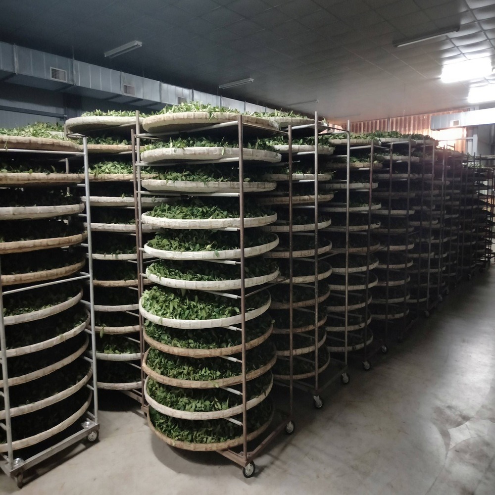 茗御采茶-在地高山茶韻20入/10入金琉璃烏龍三角立體茶包-細節圖5