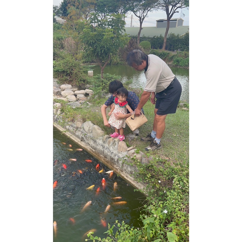 魚飼料 浮性飼料 公園餵魚 親子 娛樂 錦鯉 金魚 烏龜 吳郭魚 鴨子-細節圖3