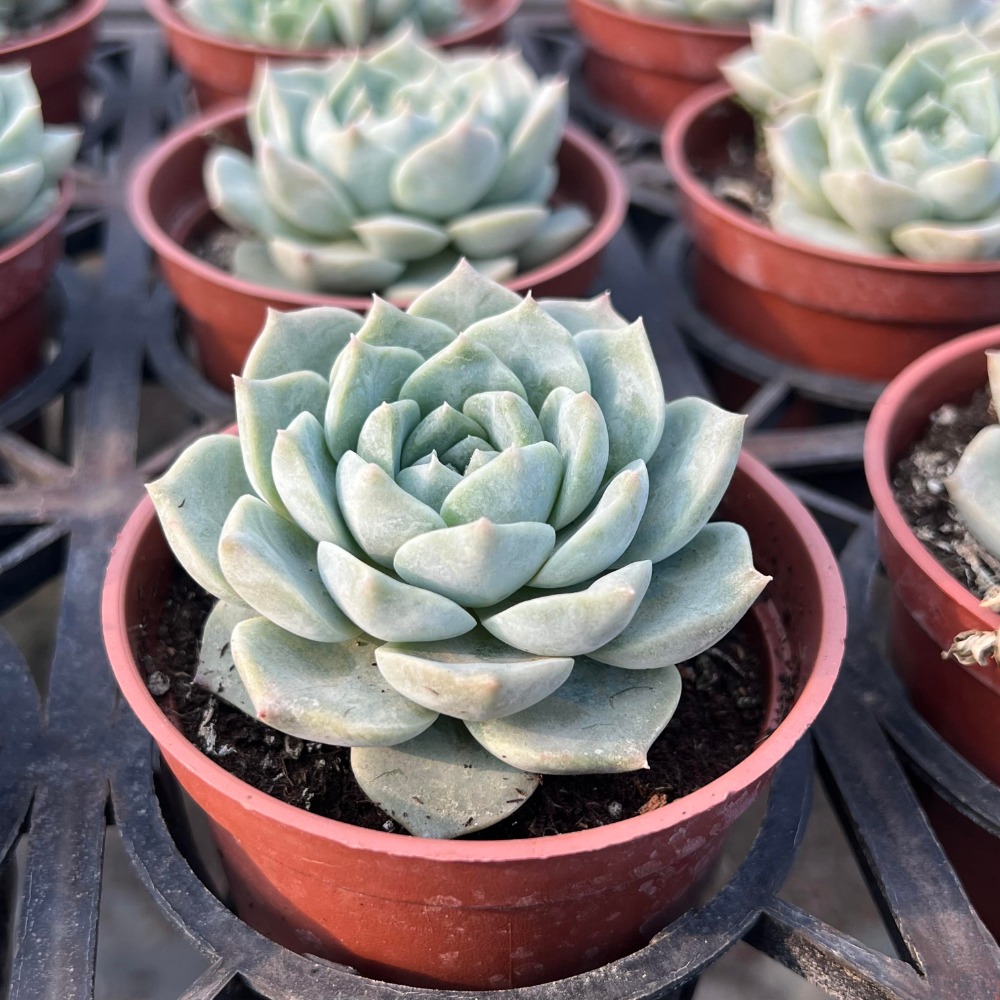 沅鈺農場 多肉植物 愛情海