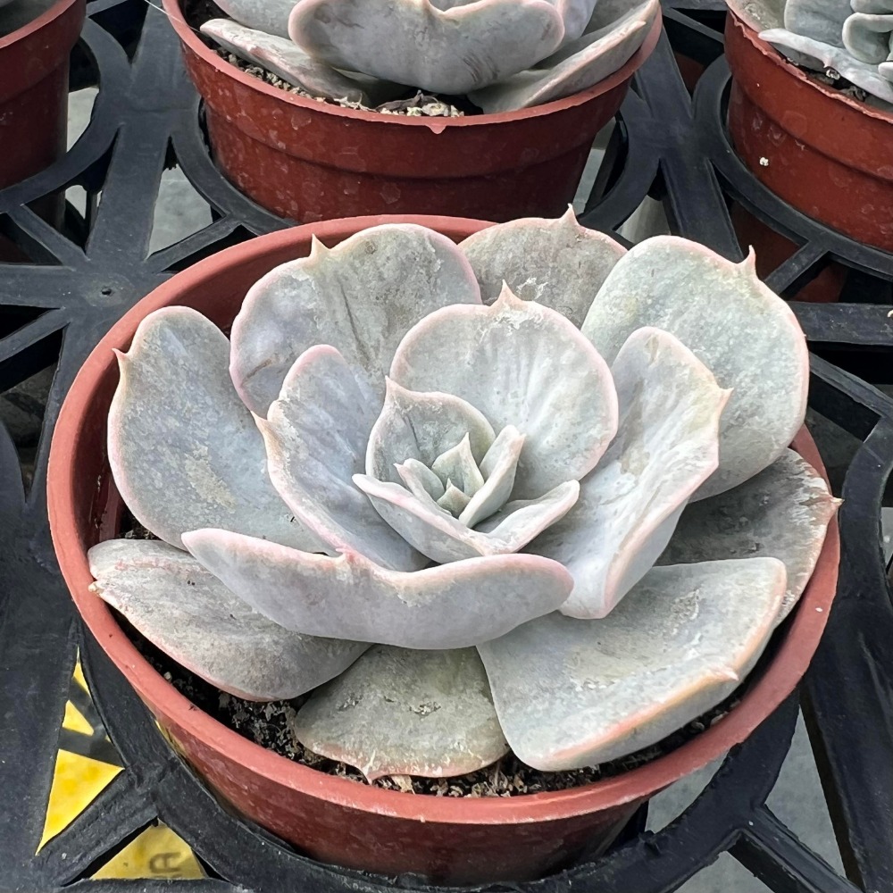 沅鈺農場   多肉植物   大理石/魔法球-細節圖2