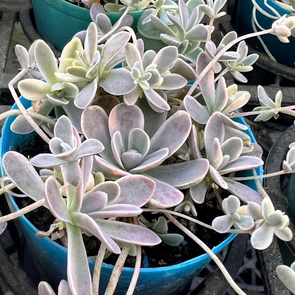沅鈺農場多肉植物子持蓮華錦- 沅鈺農場多肉植物- iOPEN Mall