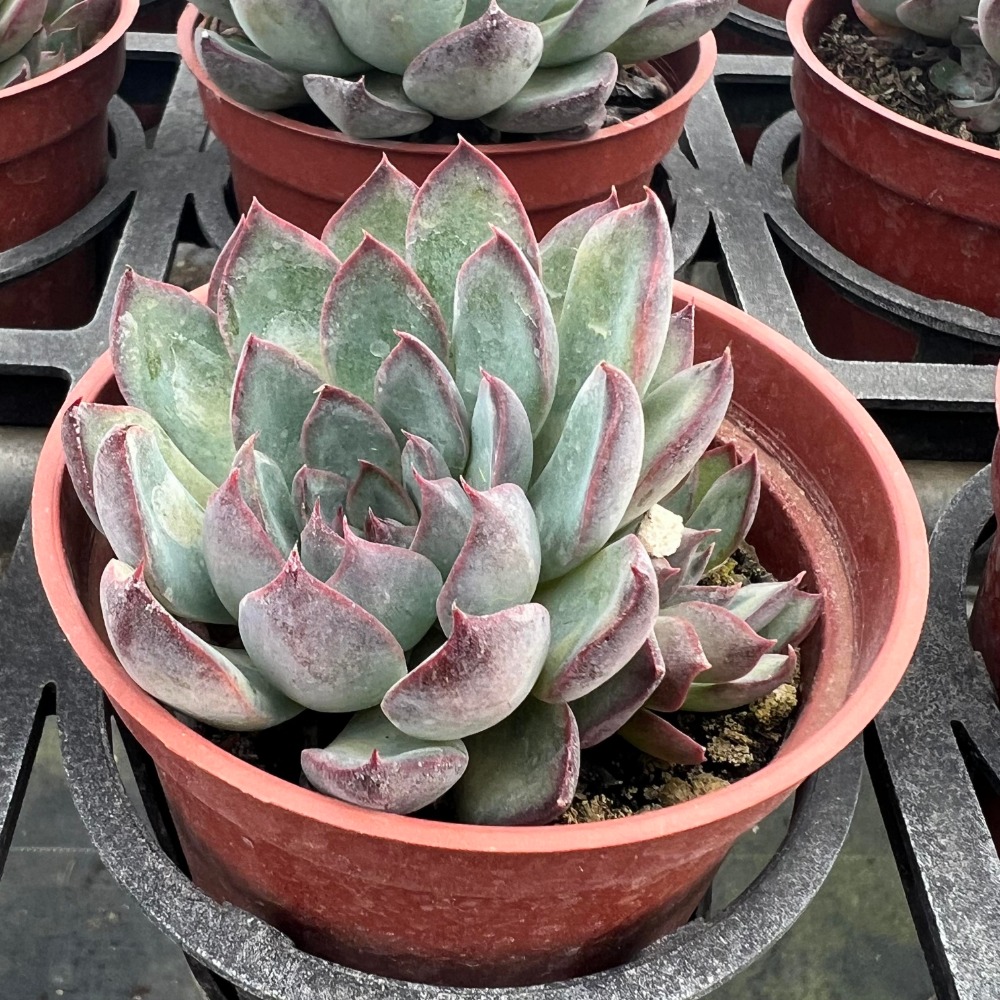 沅鈺農場   多肉植物   辛蒂-細節圖2