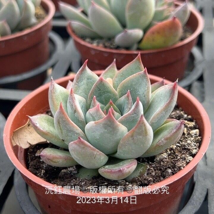 沅鈺農場   多肉植物   辛蒂-細節圖3