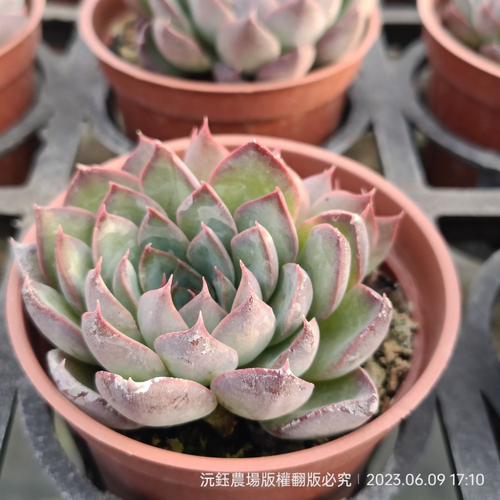 沅鈺農場   多肉植物   辛蒂-細節圖4