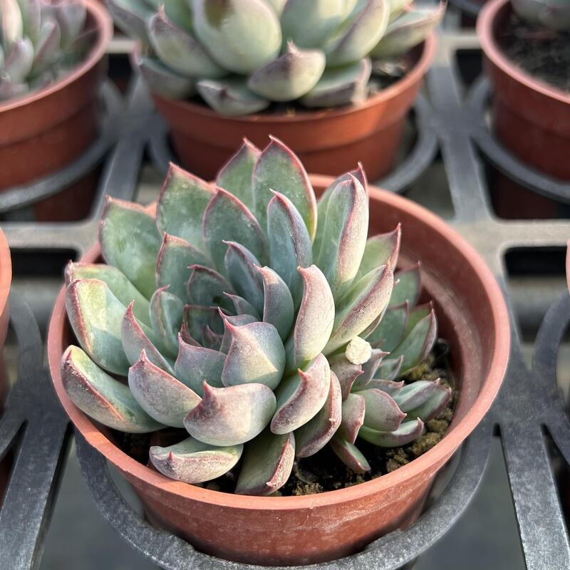 沅鈺農場   多肉植物   辛蒂-細節圖5