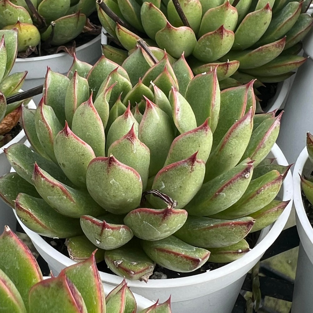 沅鈺農場   多肉植物   阿基塔玫瑰-細節圖2