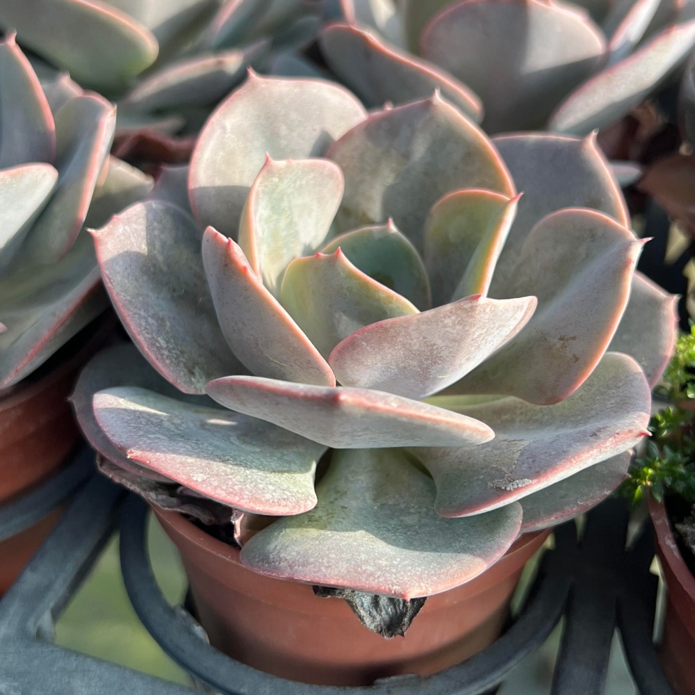 沅鈺農場   多肉植物   紅塵玫瑰-細節圖2