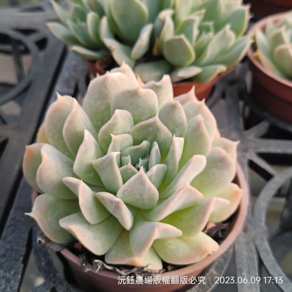 沅鈺農場   多肉植物   特葉絲絨-細節圖2