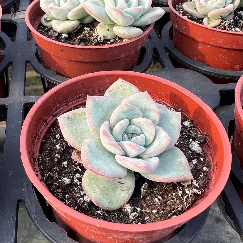 沅鈺農場   多肉植物   草莓蛋糕-細節圖2