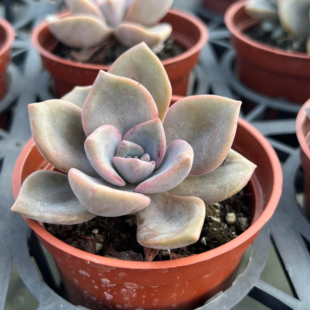 沅鈺農場 多肉植物 彩虹糖