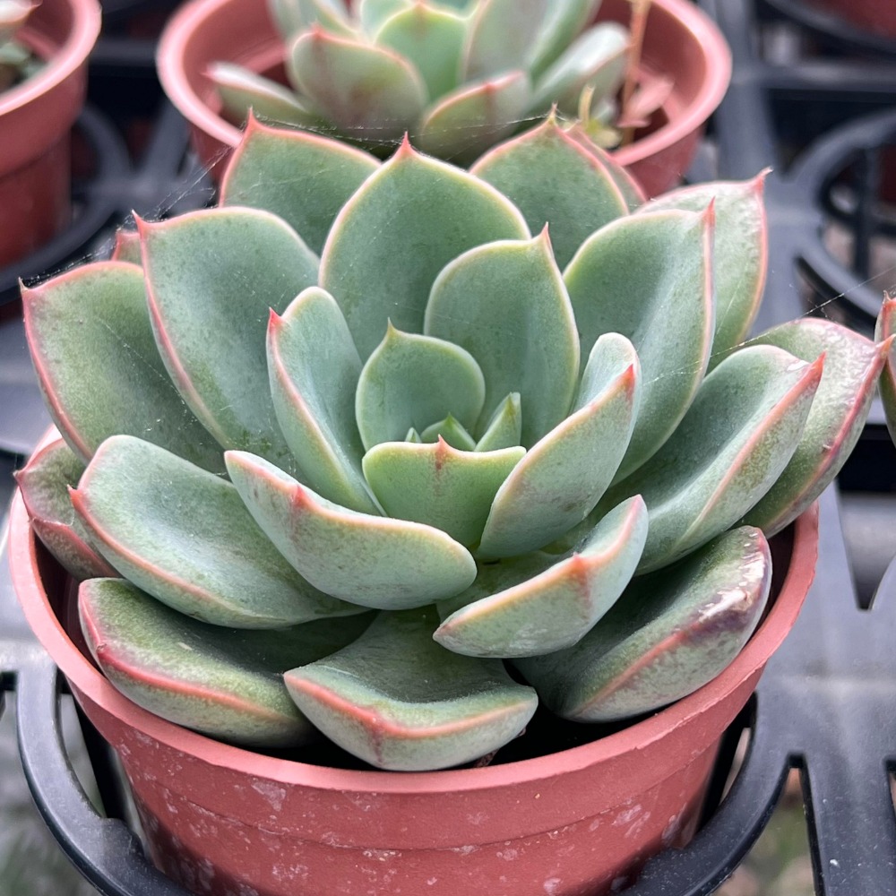 沅鈺農場多肉植物華美- 沅鈺農場多肉植物