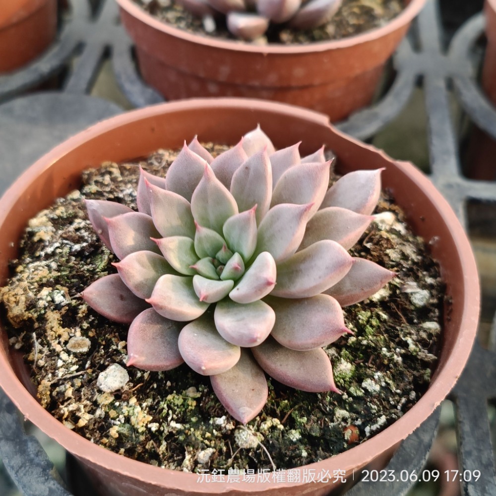 沅鈺農場   多肉植物   愛馬仕-細節圖2