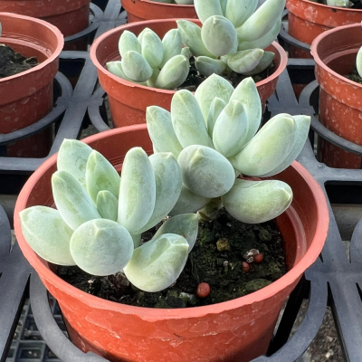 沅鈺農場 多肉植物 新桃美人 - 沅鈺農場 多肉植物